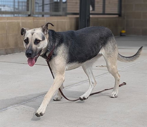 OREO, an adoptable German Shepherd Dog in Denver, CO