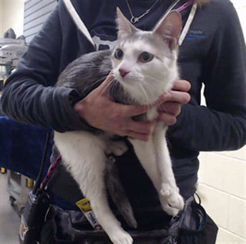 AME, an adoptable Domestic Short Hair in Denver, CO