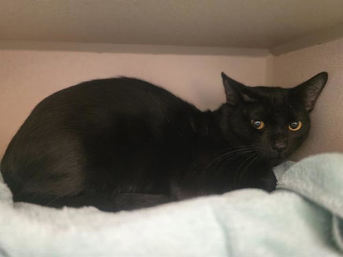 MR BLACKBERRY, an adoptable Domestic Short Hair in Denver, CO