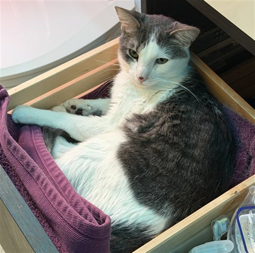 JJ, an adoptable Domestic Short Hair in Denver, CO