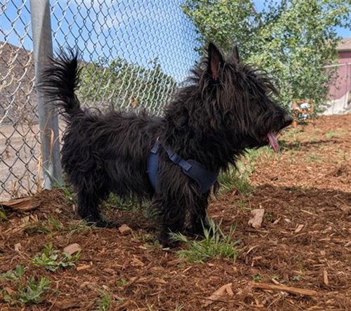 NICHUSHKIN, an adoptable Scottish Terrier Scottie in Denver, CO