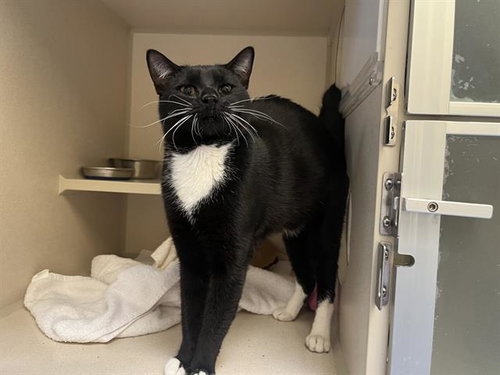 EURSULON, an adoptable Domestic Short Hair in Denver, CO