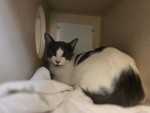TULIP, an adoptable Domestic Short Hair in Denver, CO