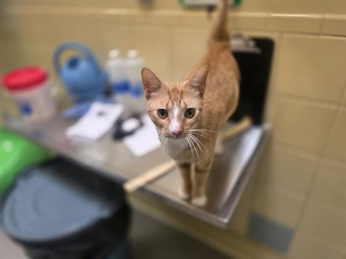 MACARONI, an adoptable Domestic Short Hair in Denver, CO