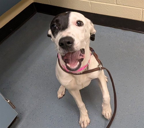 PRINCESS, an adoptable Border Collie in Denver, CO