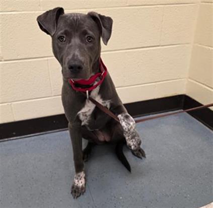 TOPAZ, an adoptable Pit Bull Terrier in Denver, CO