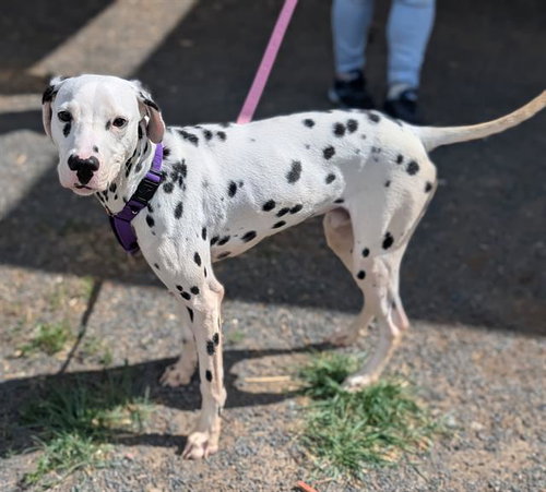 LEVI, an adoptable Dalmatian in Denver, CO