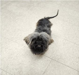 FRANKLIN, an adoptable Yorkshire Terrier Yorkie in Denver, CO
