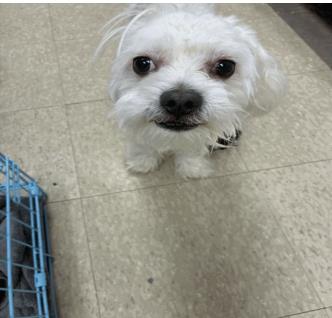 SCOTTY, an adoptable Maltese in Denver, CO