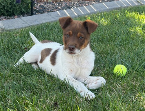 BRAVO, an adoptable Border Collie in Denver, CO