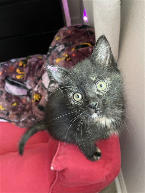MAY, an adoptable Domestic Short Hair in Denver, CO