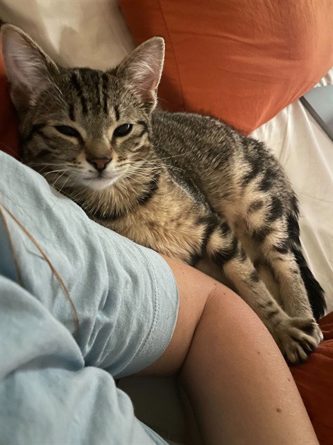 VELA, an adoptable Domestic Short Hair in Denver, CO