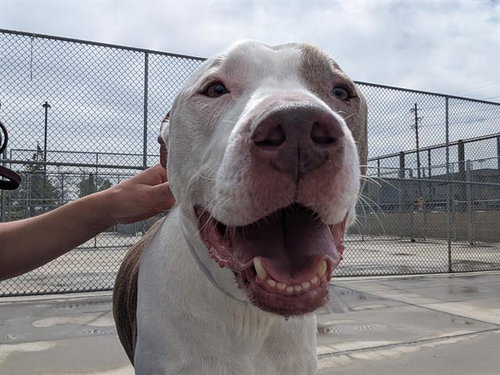 BIGGS, an adoptable American Bulldog in Denver, CO