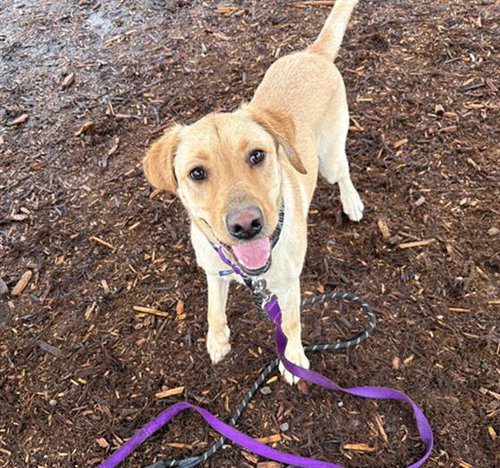 DAISY, an adoptable Labrador Retriever in Denver, CO