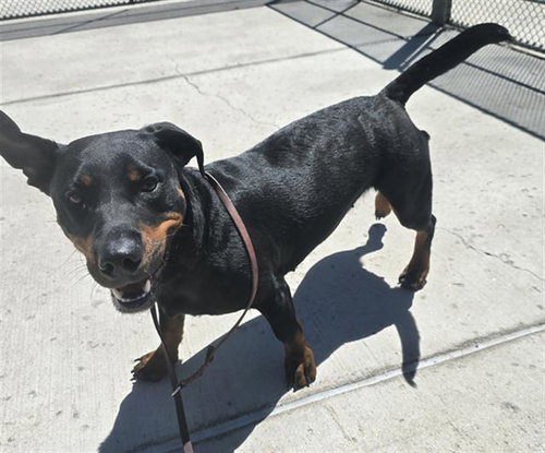LIVESEY, an adoptable Rottweiler in Denver, CO
