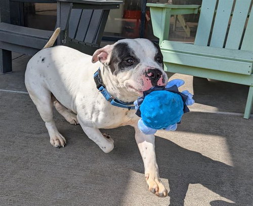 CHAPO, an adoptable American Staffordshire Terrier in Denver, CO