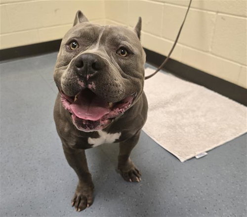DRACKO, an adoptable Staffordshire Bull Terrier in Denver, CO