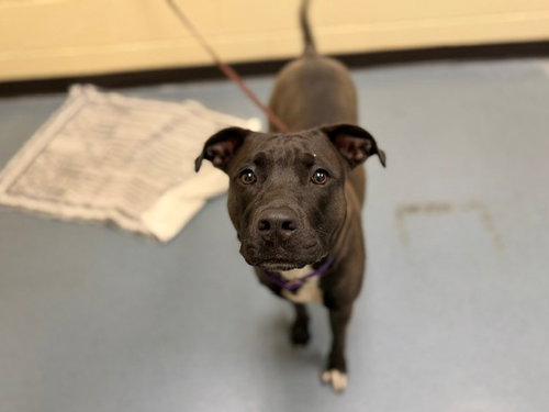 SUGAR, an adoptable Labrador Retriever in Denver, CO
