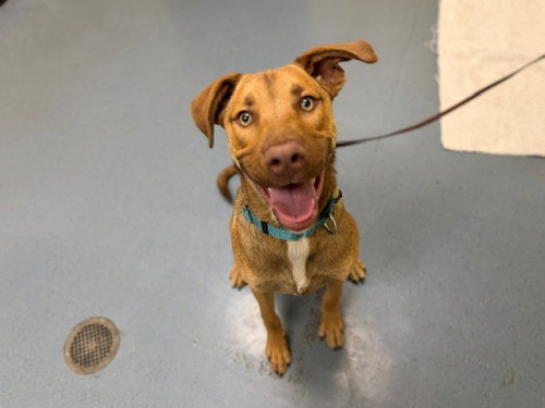 CEASAR, an adoptable Labrador Retriever in Denver, CO