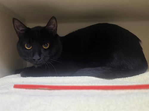 BLACKBERRY, an adoptable Domestic Short Hair in Denver, CO