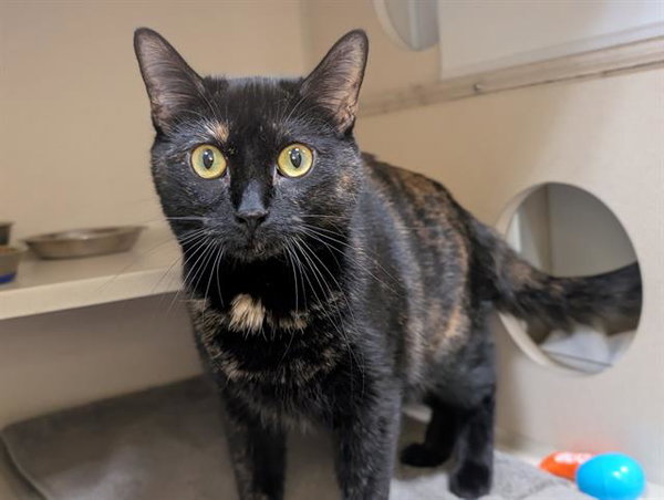 TORTIE
