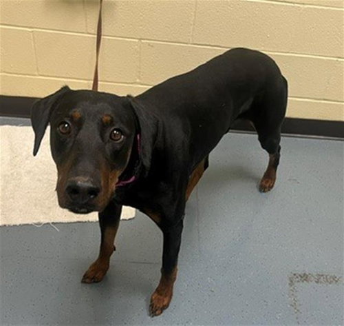 CANELO, an adoptable Doberman Pinscher in Denver, CO