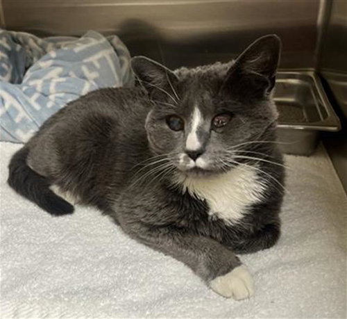 MARNIE, an adoptable Domestic Short Hair in Denver, CO