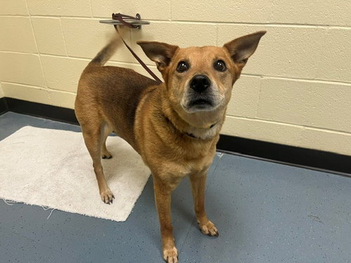 JADE, an adoptable Shiba Inu in Denver, CO