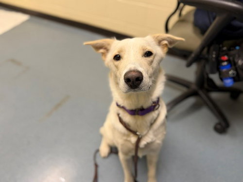 TETRA, an adoptable Labrador Retriever in Denver, CO