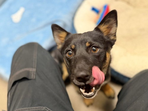 BONES, an adoptable Shiba Inu in Denver, CO