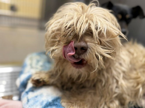 VEJO, an adoptable Shih Tzu in Denver, CO