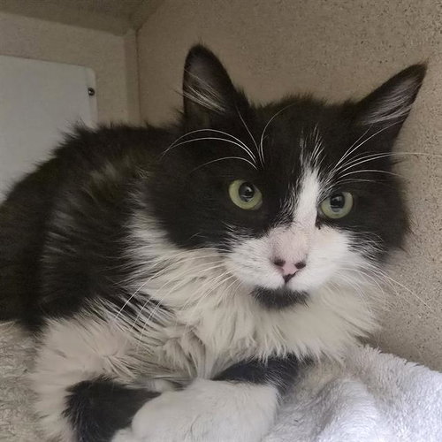 ROCKY ROAD, an adoptable Domestic Short Hair in Denver, CO