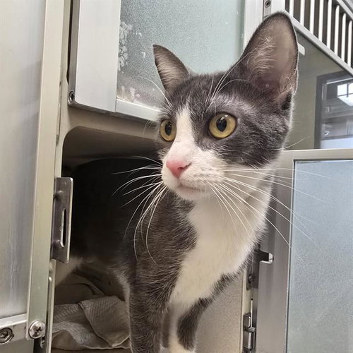 SASHA, an adoptable Domestic Short Hair in Denver, CO