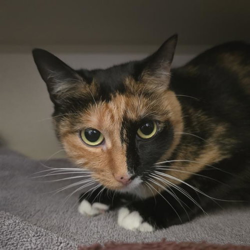 WASABI, an adoptable Domestic Short Hair in Denver, CO