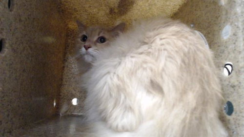 BOO, an adoptable Domestic Medium Hair in Denver, CO