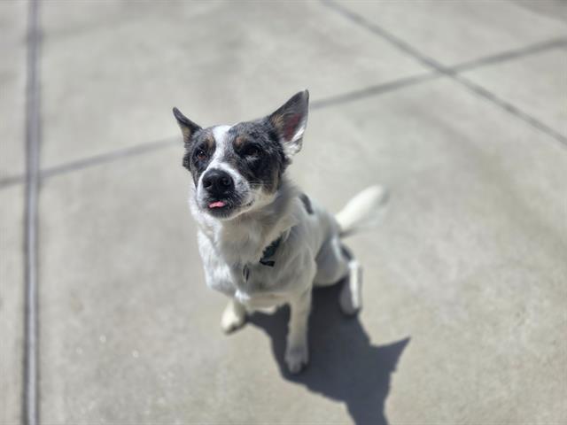 OAKLEY