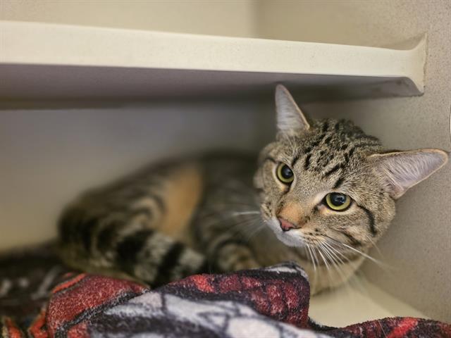 DHABI