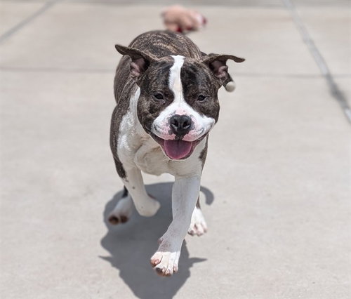 TRITON, an adoptable American Staffordshire Terrier in Denver, CO