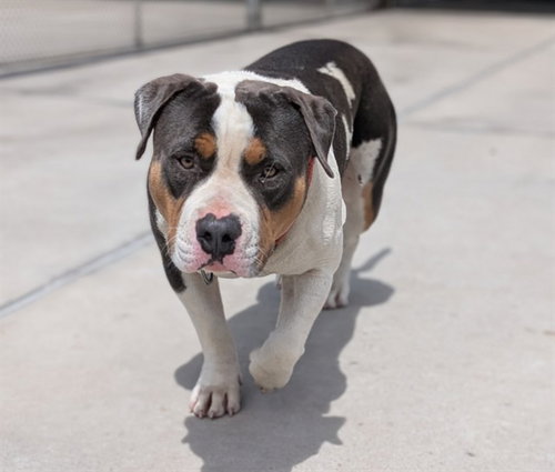NEPTUNE, an adoptable American Staffordshire Terrier in Denver, CO