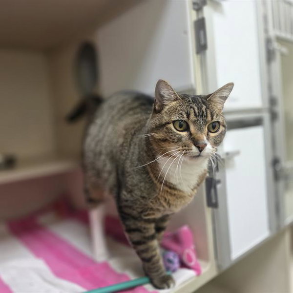 GRACIE
