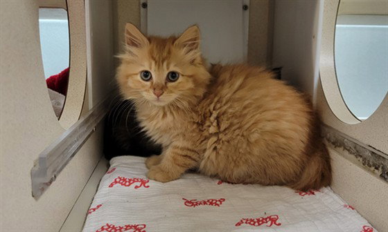 GARFIELD