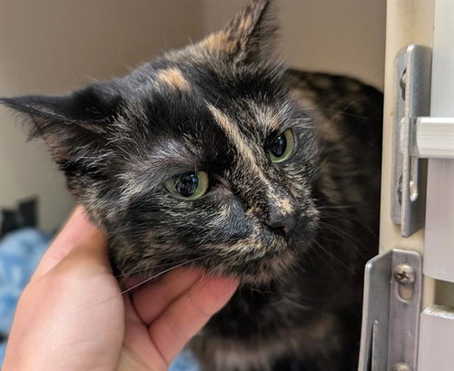SOMBRA, Senior Domestic Short Hair (medium coat), cat for adoption in Castle Rock, Colorado