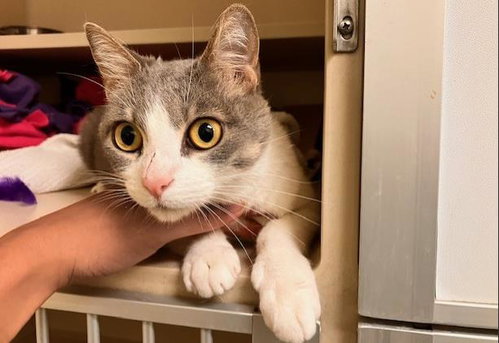 FREYJA MOON, Adult Domestic Short Hair (medium coat), cat for adoption in Centennial, Colorado