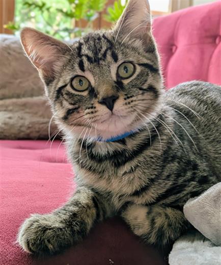TYBALT