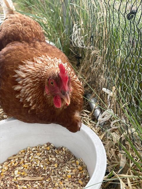 FLEETWOOD CLUCK