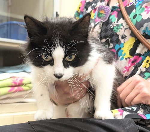 IMA, Adult Domestic Medium Hair (medium coat), cat for adoption in Centennial, Colorado