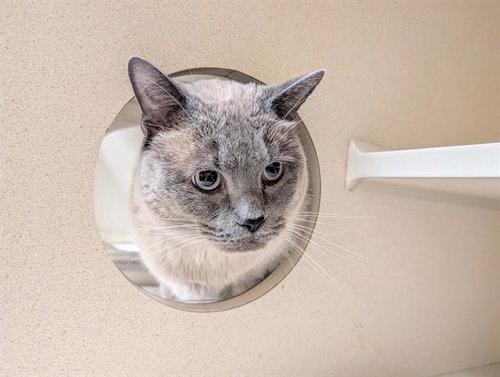 GRIZ, Adult Siamese (medium coat), cat for adoption in Centennial, Colorado