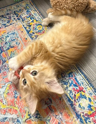 PHINEAS, Baby Domestic Medium Hair (medium coat), cat for adoption in Centennial, Colorado