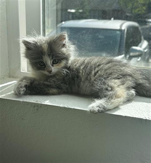 WILMA, Baby Domestic Medium Hair (medium coat), cat for adoption in Centennial, Colorado