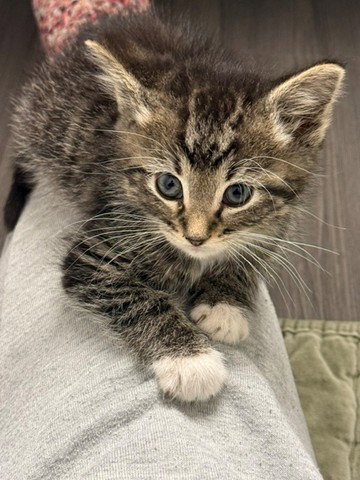 FERB, Baby Domestic Short Hair (medium coat), cat for adoption in Centennial, Colorado